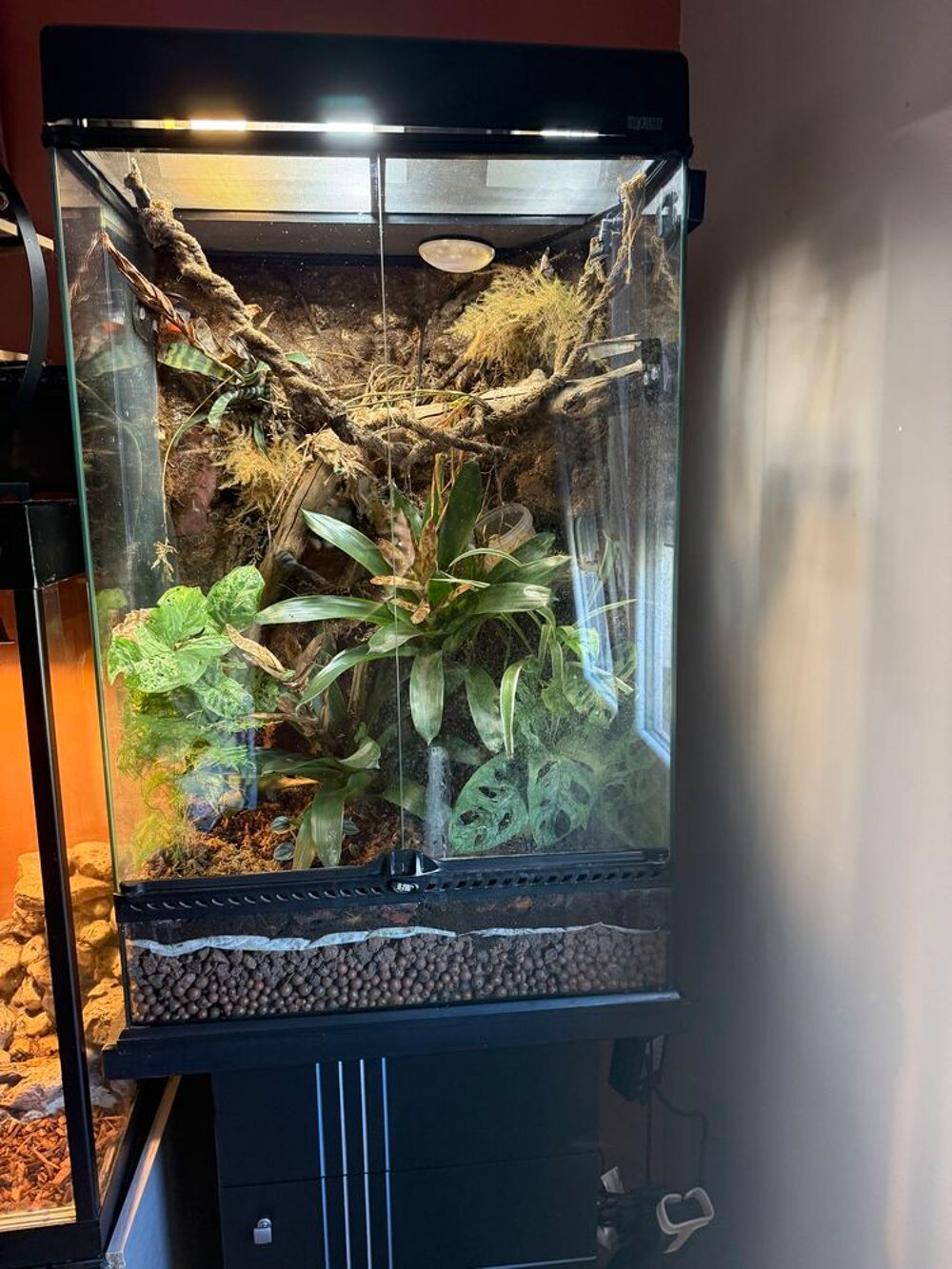   Terrarium  