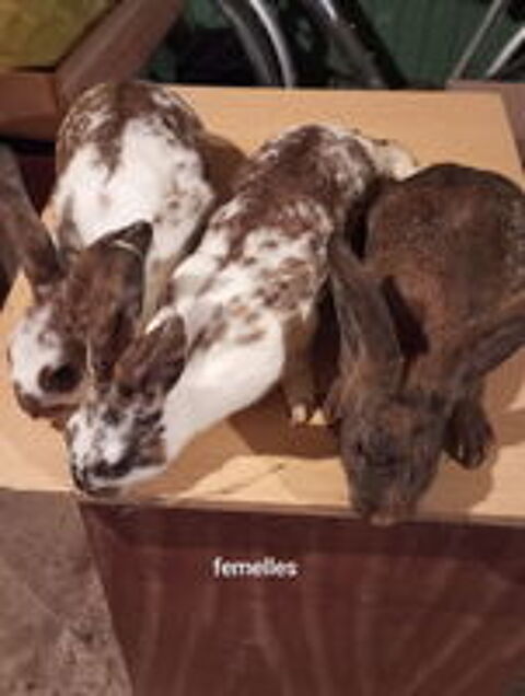   Lapin fermier  