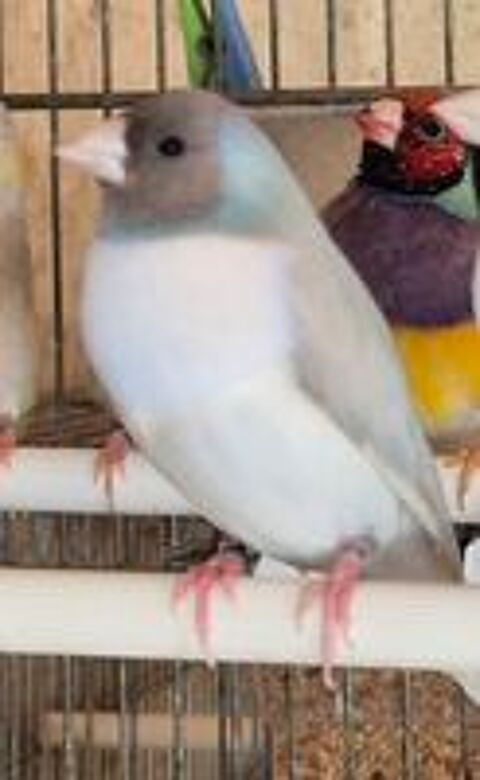   Diamant de gould 