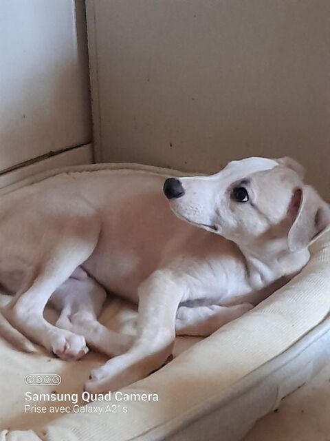 Chiot Whippet m&acirc;le LOF 500 87300 Bellac