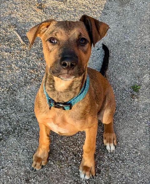 Zia, femelle berger, née le 06/01/2025&#128054; 300 95000 Boisemont