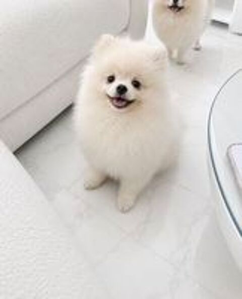   Magnifique mâle spitz blanc pure  
