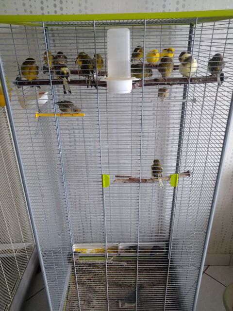 canaris de 2023 59370 Mons-en-barul