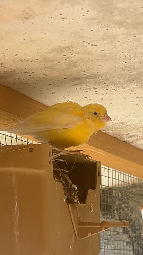 Oiseaux 100 24600 Ribérac
