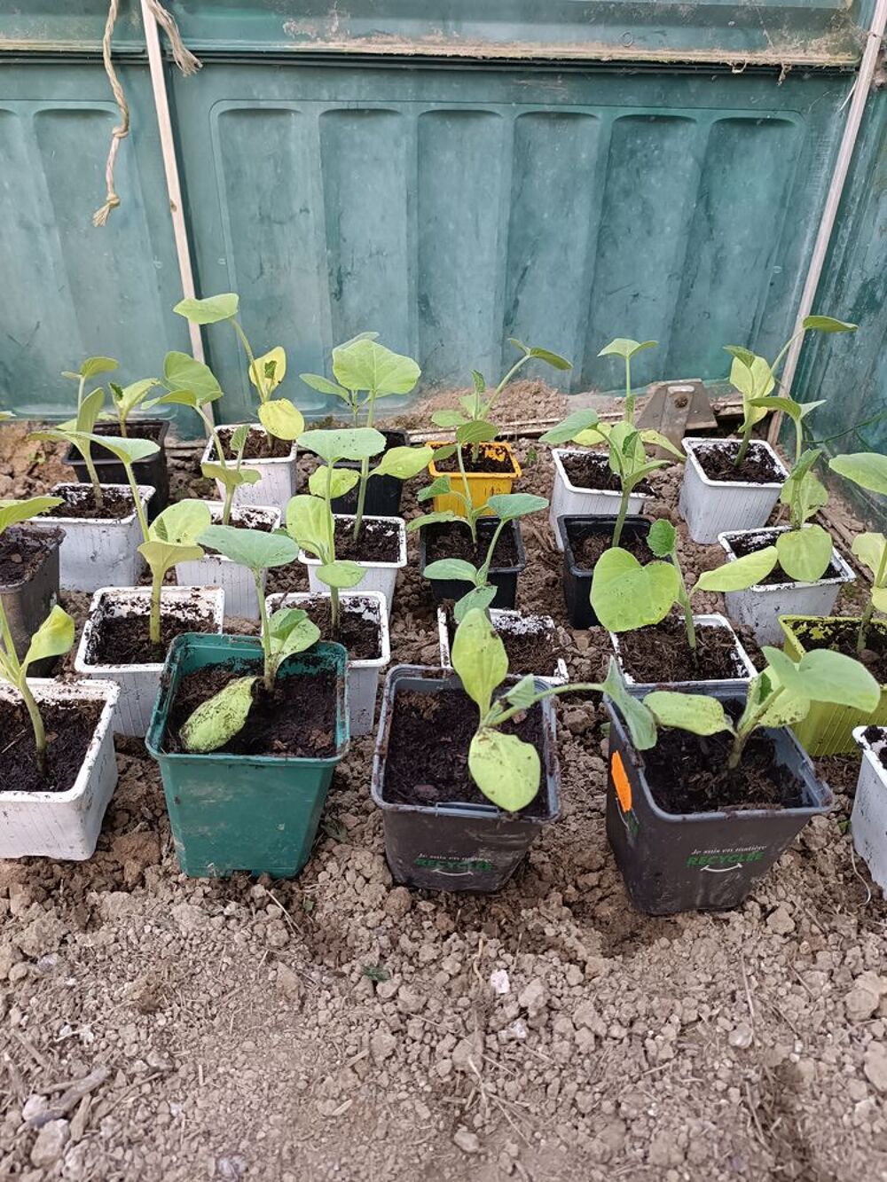 Plants de l&eacute;gumes bio Jardin