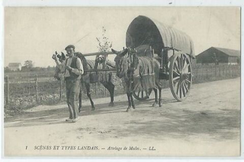 Scenes et types landais attelages de mules 8 Castel-Sarrazin (40)