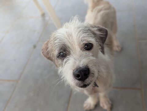 AEL, croisé griffon de Gwada 350 86000 Poitiers