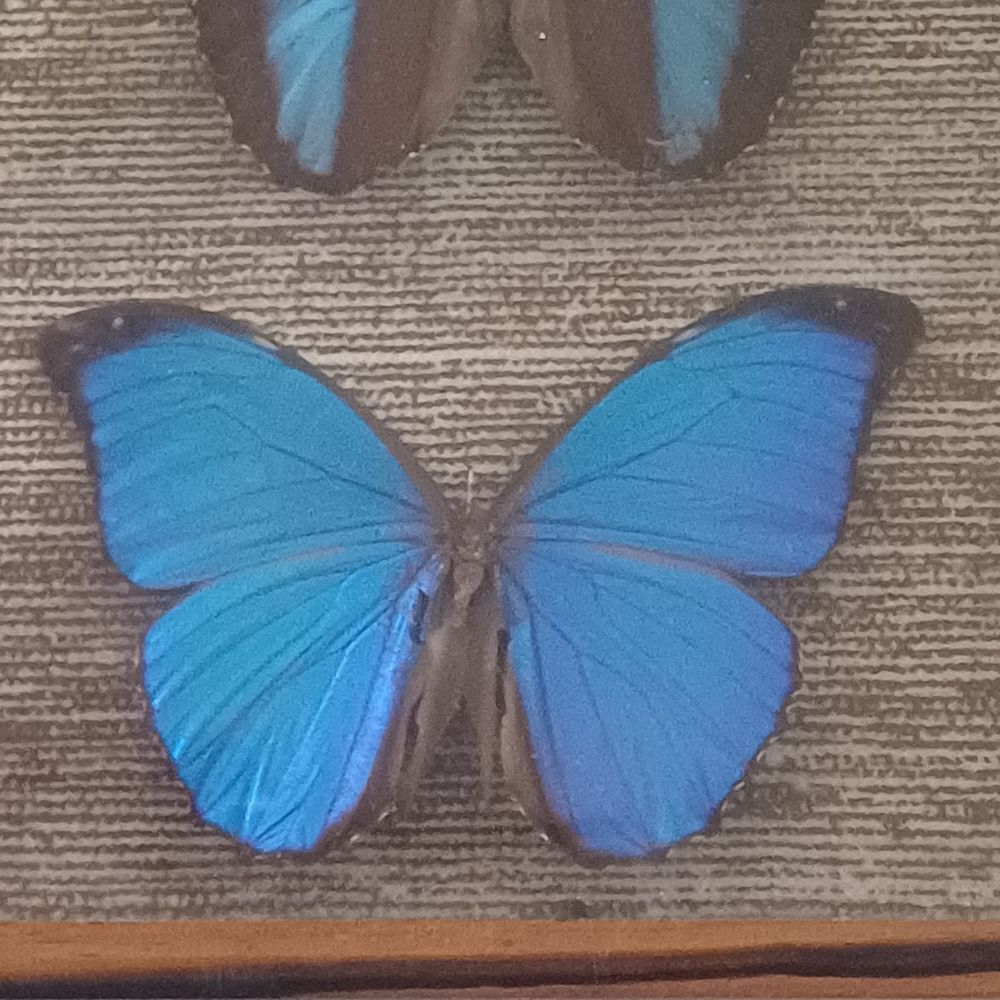 Papillon morpho Décoration