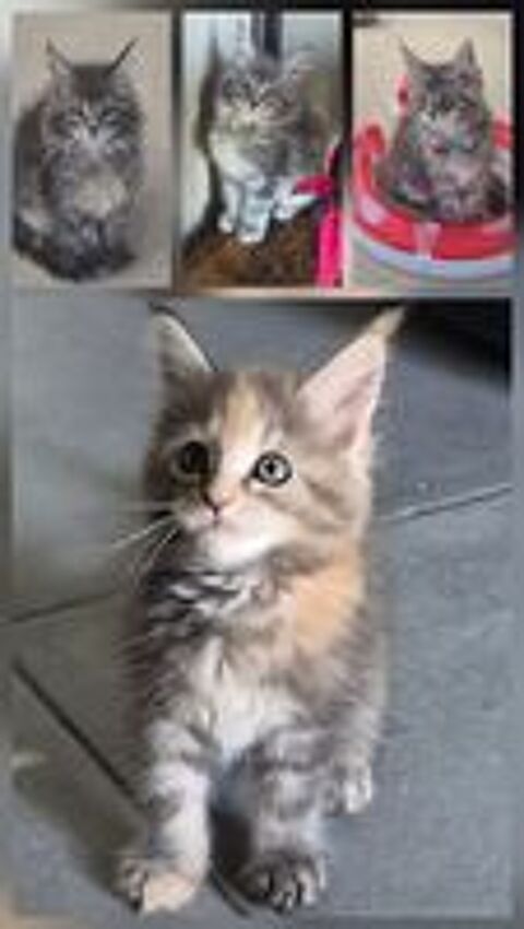   MAINE COON LOOF LABEL OR 