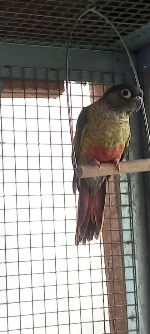 Conure molinae 75 59310 Auchy-lez-orchies