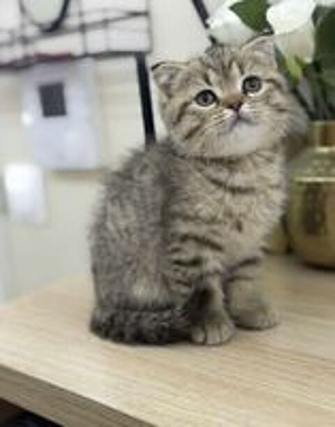   3 chatons british et scottish fold 