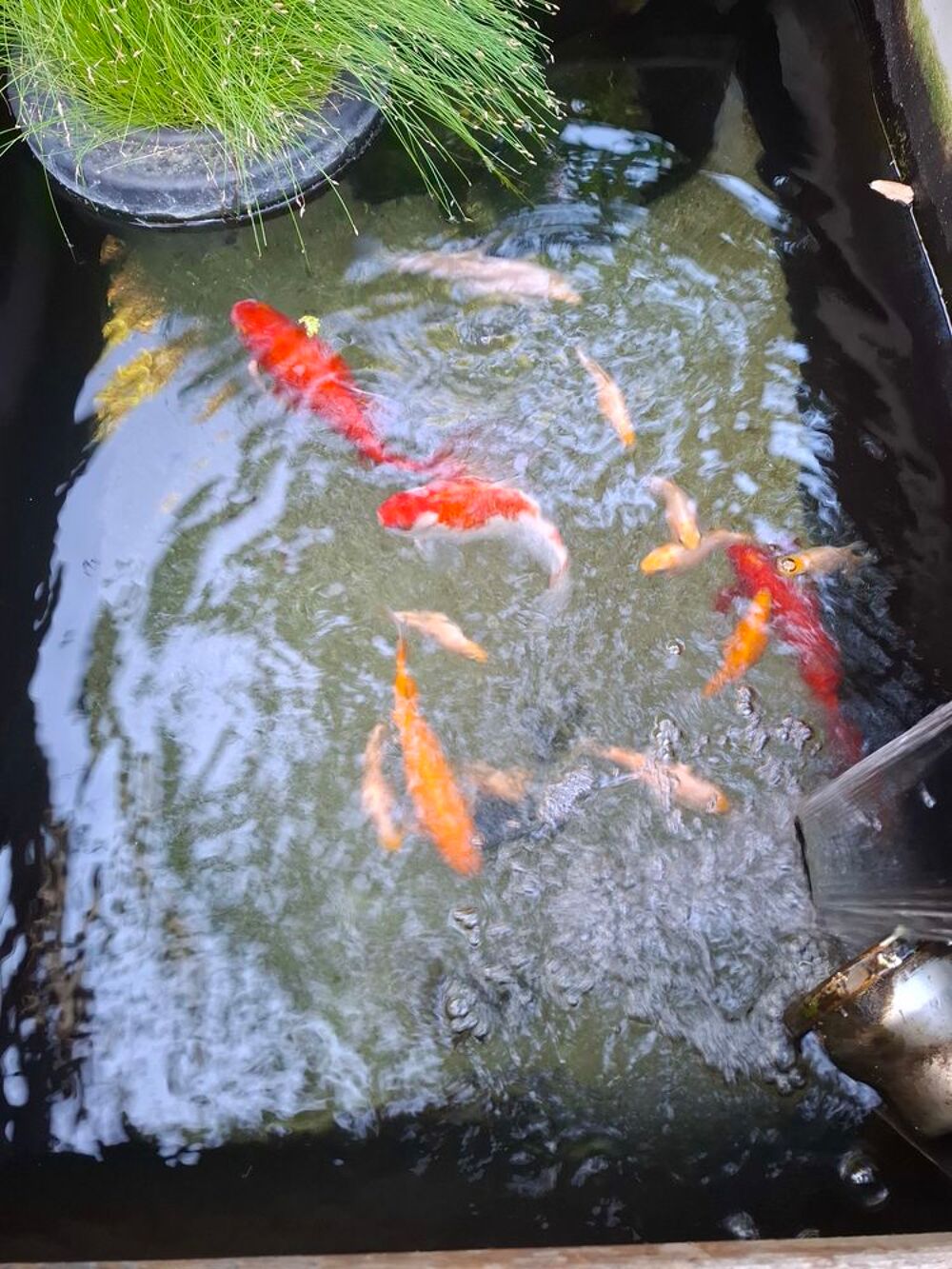   Poissons rouges 