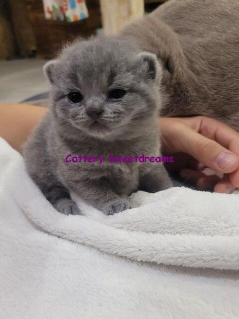 4 chatons british shorthair bleus LOOF elevage familial 1500 54000 Nancy