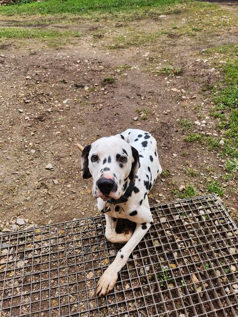 MARCUS -  2 ANS 1/2
M&acirc;le non castr&eacute; 
Vaccin &agrave; faire 0 12190 S�brazac