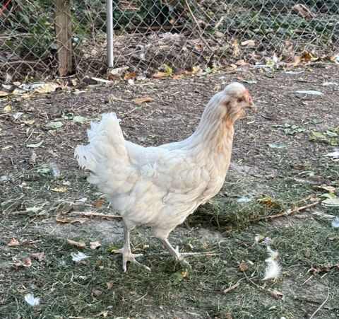 Poules pondeuses &eacute;meraudes 40 78910 Orgerus