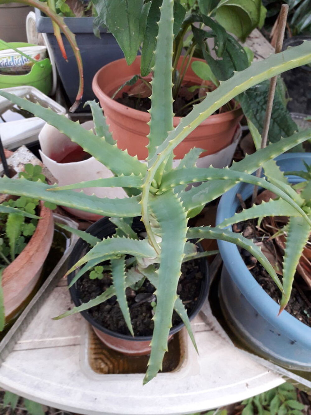 ALOES verra &amp; arborescent Jardin