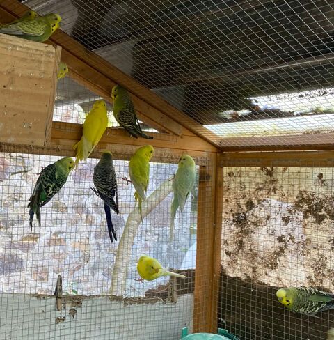 Couples perruches ondul&eacute;es 60 16420 Saint-christophe