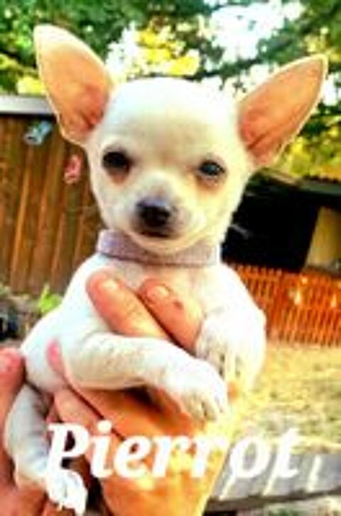   superbes chiots chihuahuas miniatures et tea cup 