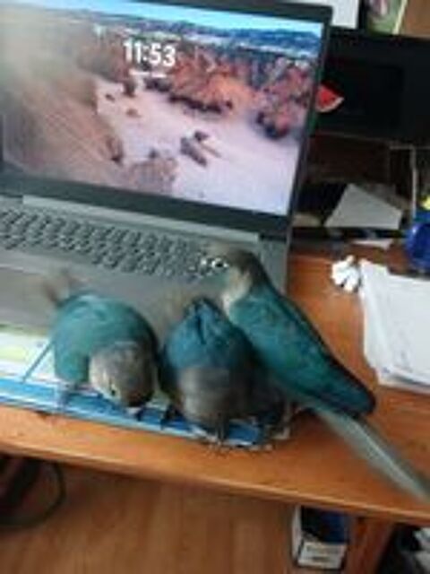   Trois conures turquoises à céder 