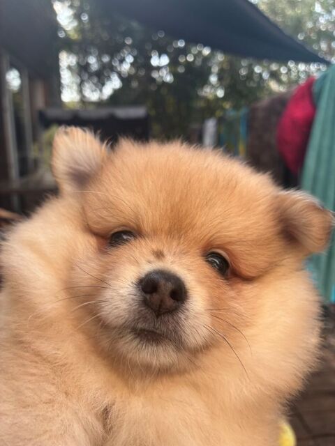 2 magnifiques Spitz nains &agrave; adopter 800 34790 Grabels