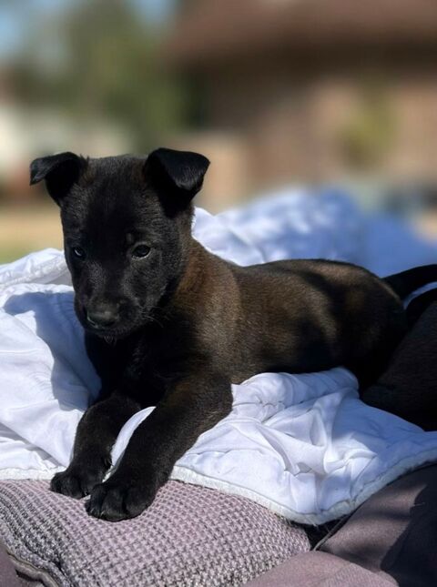 Chiot Berger Belge Malinois LOF charbonn&eacute; &agrave; r&eacute;server 950 28100 Dreux