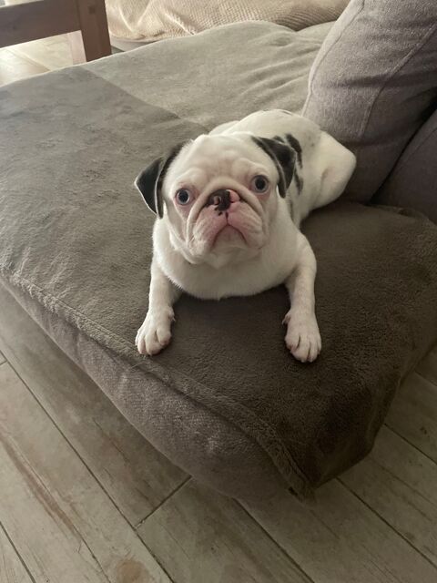 Chien carlin femelle 0 34690 Fabr�gues