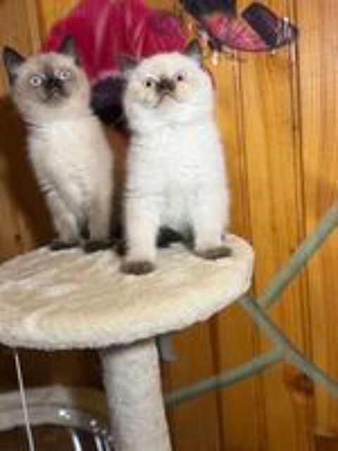   Scottish fold et British 