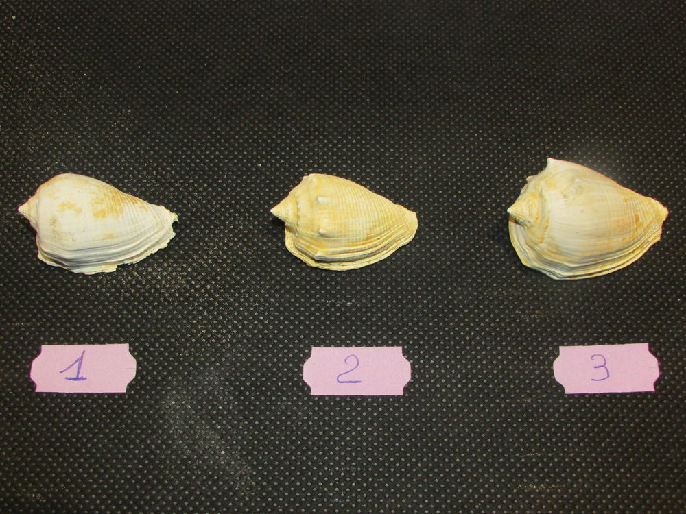 fossile de Bordeaux 