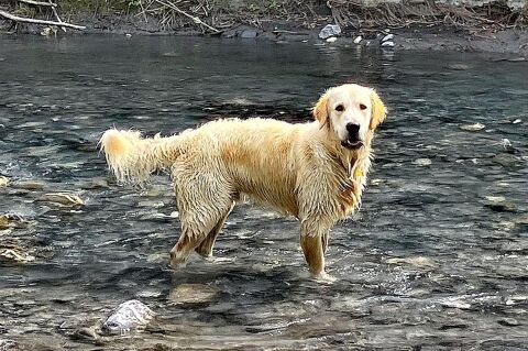 Saillie Golden Retriever 1 74490 Saint-jeoire