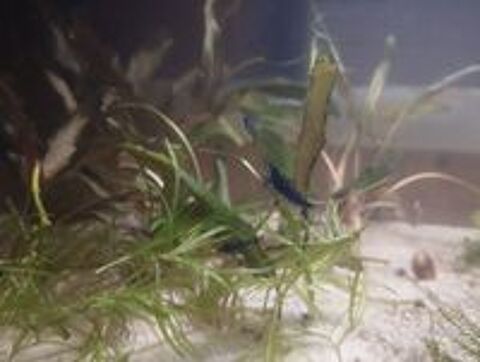   Crevettes 