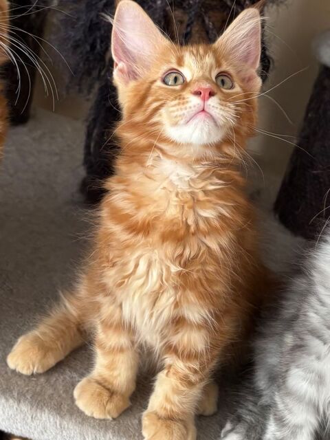 Magnifique chatons Maine coon  1000 91670 Angerville