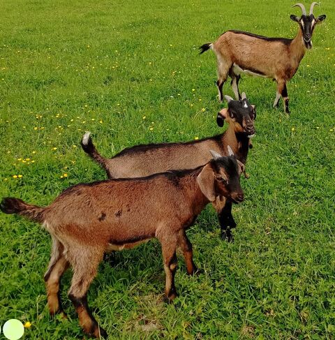 chevre 250 03330 �chassi�res