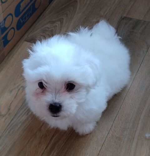 Chiots coton de Tuléar  1200 44530 Svrac