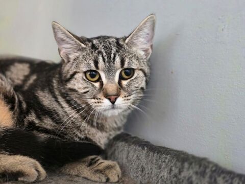 ZINNIA 210 60000 Beauvais