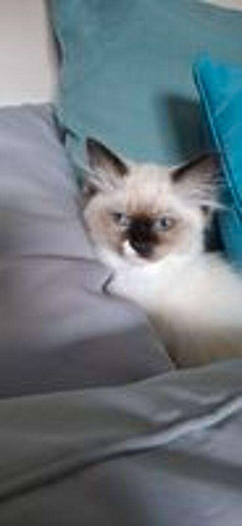   Chaton a adopter  