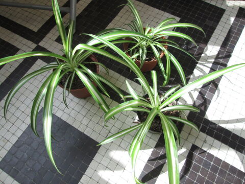 Lot de 3 Chlorophytum en pot ( plante araignée ) 5 Herblay (95)