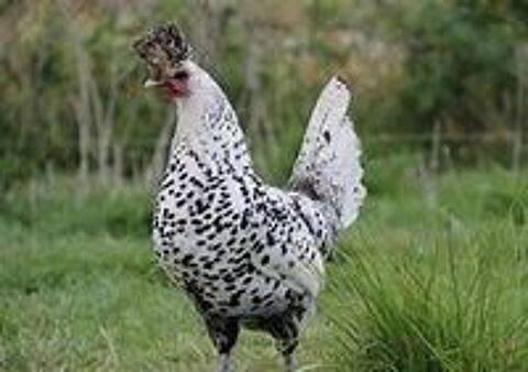   Oeuf fécondé, poussin, poule, coq Appenzelloise 