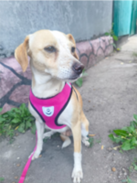   A L'ADOPTION DINA 
