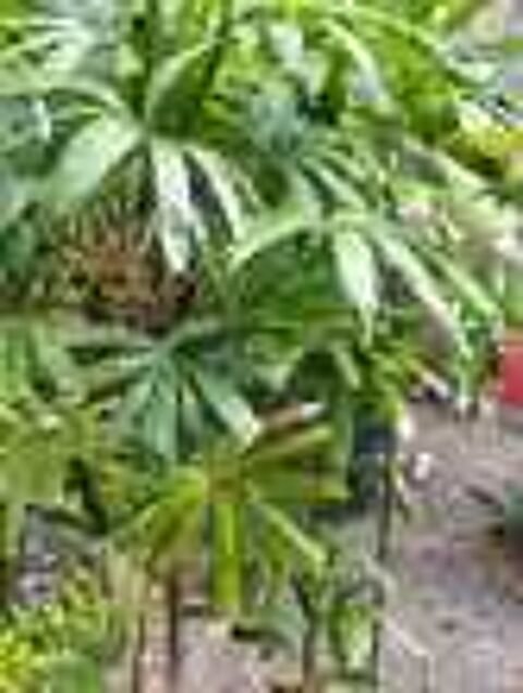 Palmier rhapis excelsa Jardin