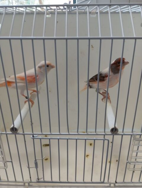 Couples de arlequins portugais 2025 
50 26350 Cr�pol