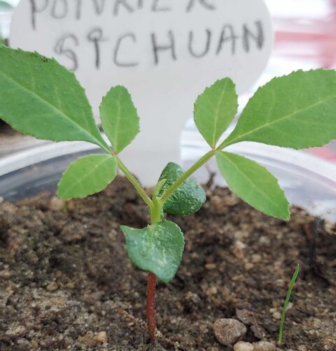 poivrier sichuan et palmier trachycarpus 10 La Cambe (14)