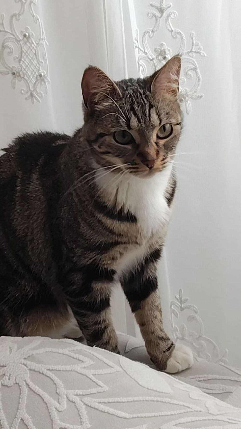   Prunelle recherche ses adoptants  