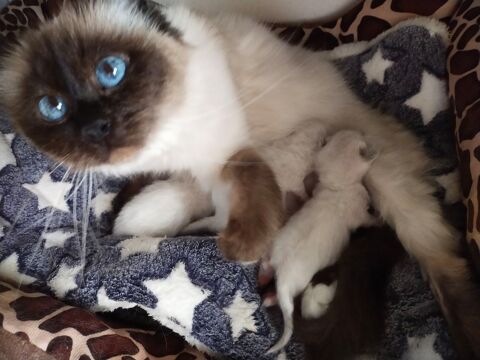 Chatons Sacré de Birmanie LOOF 1100 72600 Mamers