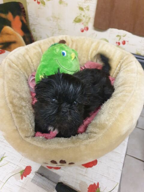 SPLENDIDES SHIH TZU FEMELLES  A R&Eacute;SERVER 780 86400 Civray