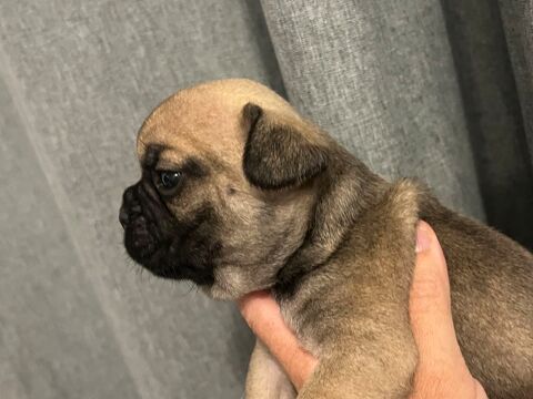 Bouledogue français NON LOF 800 26300 Chteauneuf-sur-isre