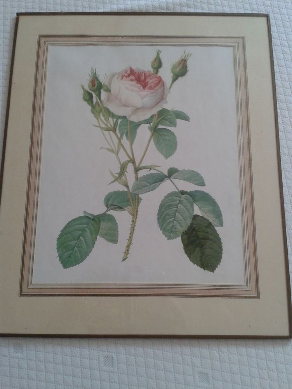 Gravure ancienne rose de JP REDOUTE encadr&eacute;e sous verre Décoration