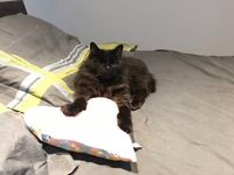   SOS HABITANTS EPAGNY (74370) - CHAT PERDU 