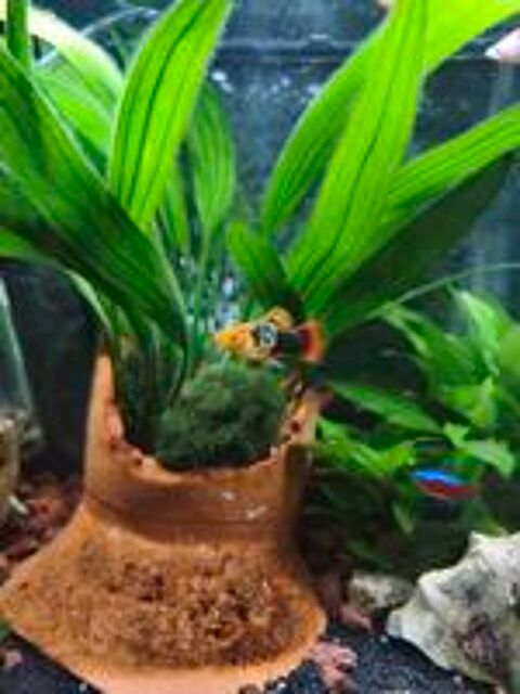   Platys orange moucheté de noir  