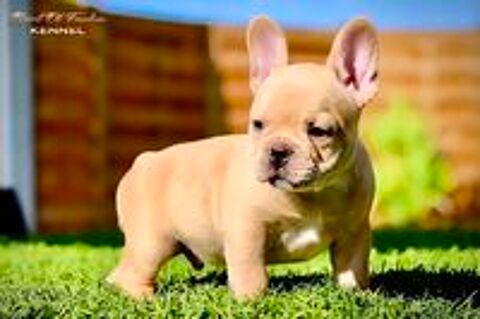   Chiots Bouledogue Français Exotiques d'exception disponibles 