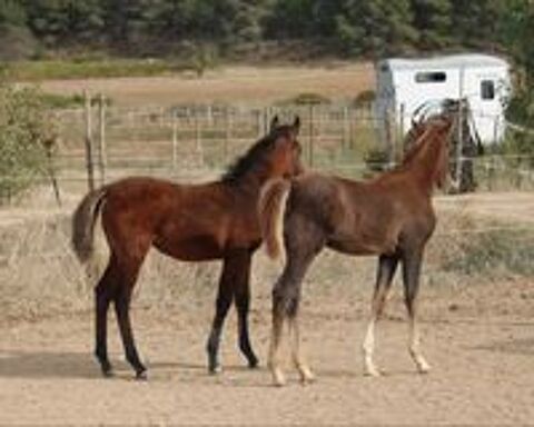   D�couvrez ISRAA AL RIUS et SORAYA AL RIUS 